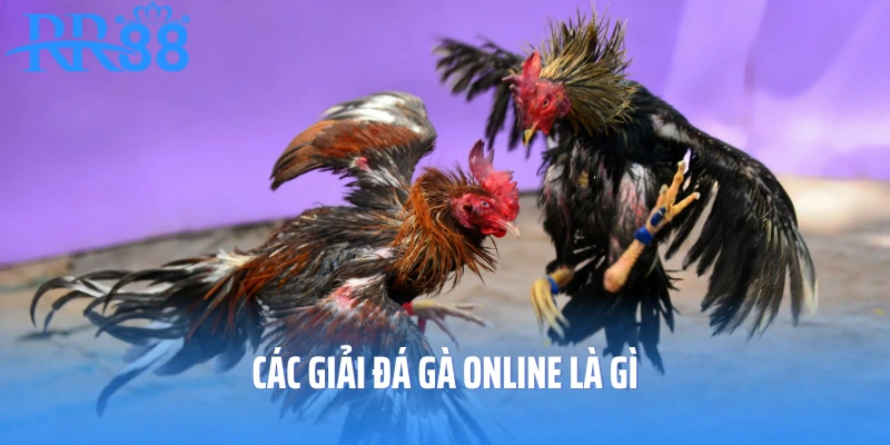 Các giải đá gà hàng tháng tại RR88
