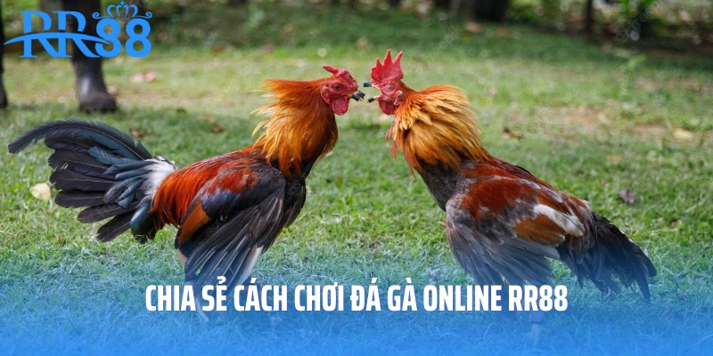 Chia sẻ cách chơi đá gà online RR88