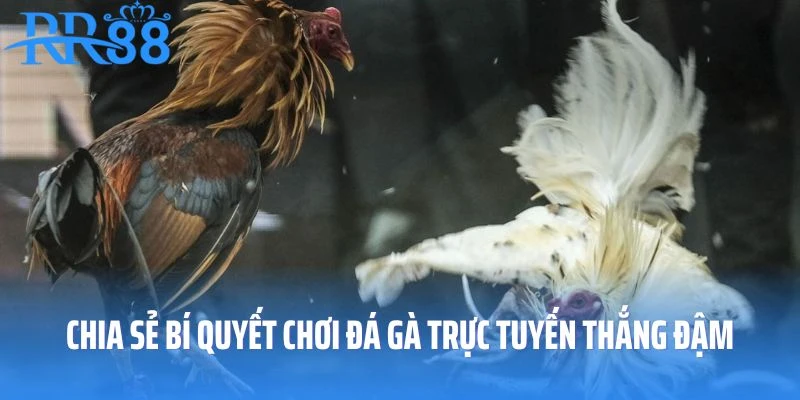 Chia sẻ bí quyết chơi đá gà trực tuyến thắng đậm tiền nhà cái