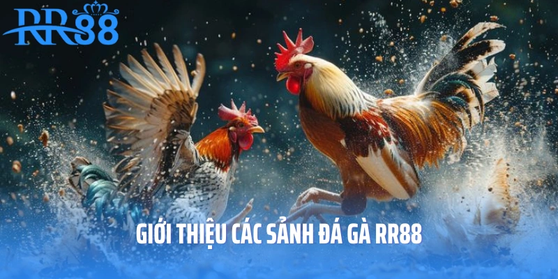 Giới thiệu các sảnh đá gà RR88
