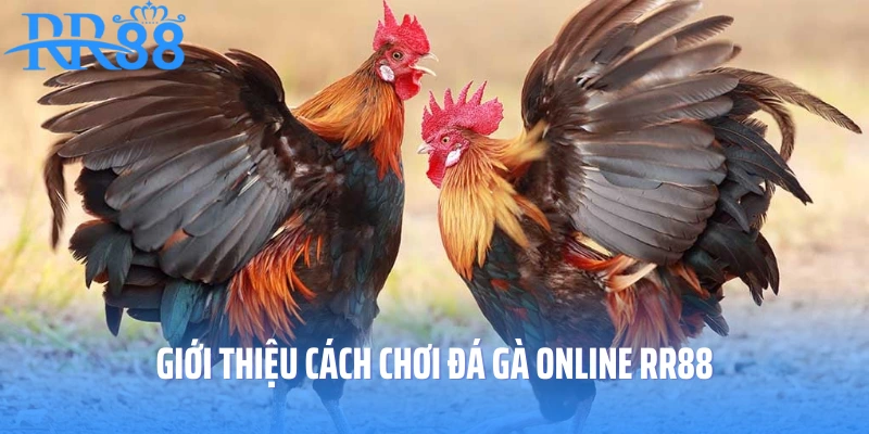 Giới thiệu cách chơi đá gà online RR88