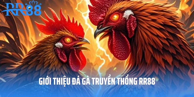 Giới thiệu đá gà truyền thống RR88