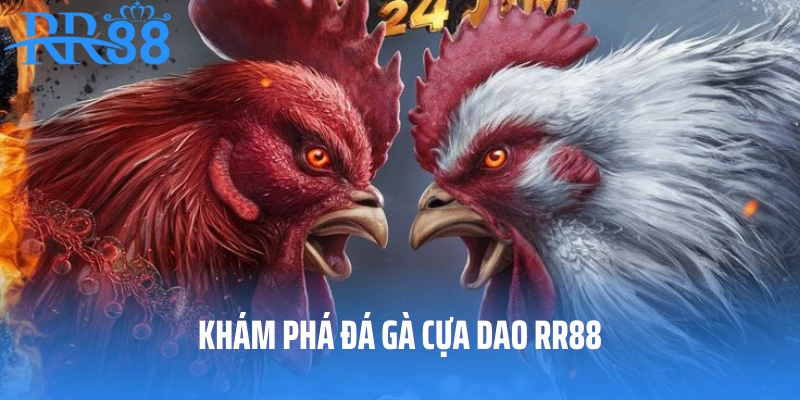 Khám phá đá gà cựa dao RR88