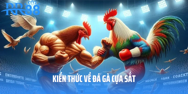 Kiến thức về đá gà cựa sắt