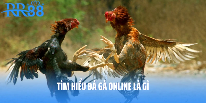 Tìm hiểu đá gà online là gì