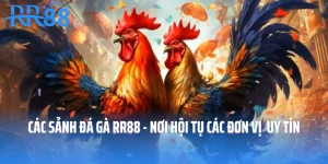Các Sảnh Đá Gà RR88 - Nơi Hội Tụ Các Đơn Vị Phát Hành Uy Tín