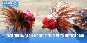 Cách Chơi Đá Gà Online Siêu Tiện Lợi Và Tối Ưu Trên RR88
