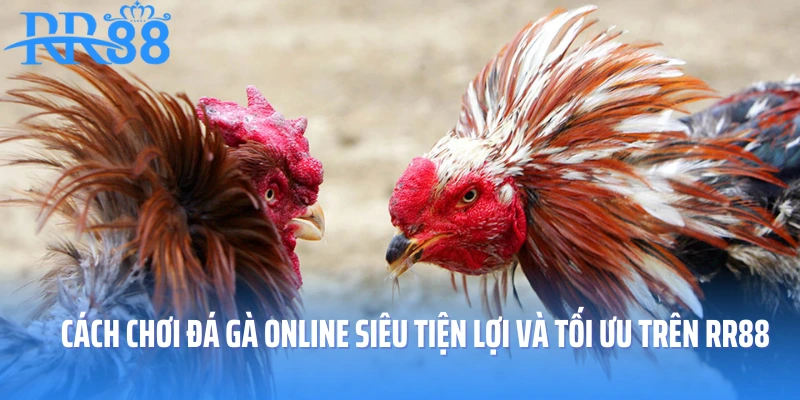 Cách Chơi Đá Gà Online Siêu Tiện Lợi Và Tối Ưu Trên RR88