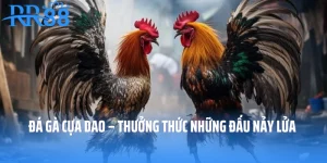 Đá Gà Cựa Dao – Thưởng Thức Những Đấu Nảy Lửa Tại RR88