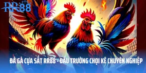 Đá Gà Cựa Sắt RR88 - Đấu Trường Chọi Kê Chuyên Nghiệp