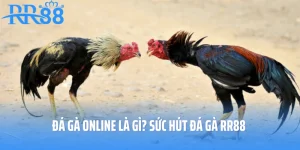 Đá Gà Online Là Gì? Sức Hút Đá Gà RR88 Không Thể Chối Cãi