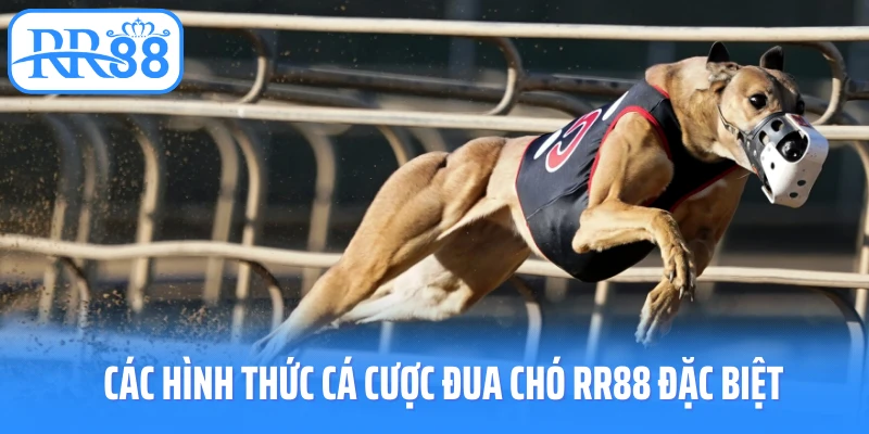 Các hình thức cá cược đua chó rr88 đặc biệt