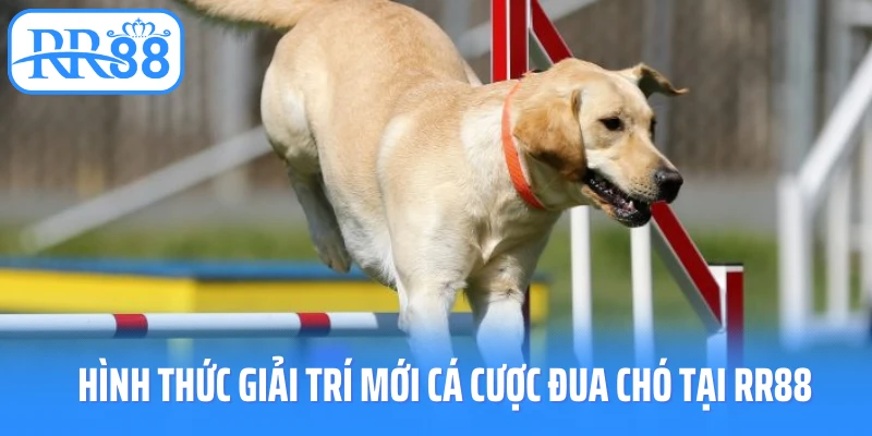 Hình thức giải trí mới cá cược đua chó tại RR88