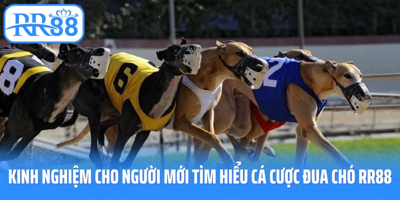 Kinh nghiệm cho người mới tìm hiểu cá cược đua chó rr88
